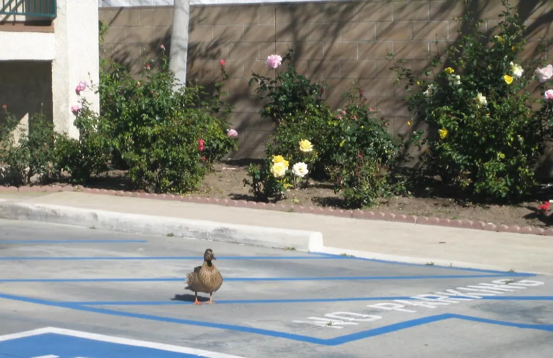 Oceanview Motel-1