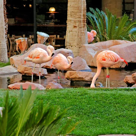 Flamingo Las Vegas Hotel & Casino-3